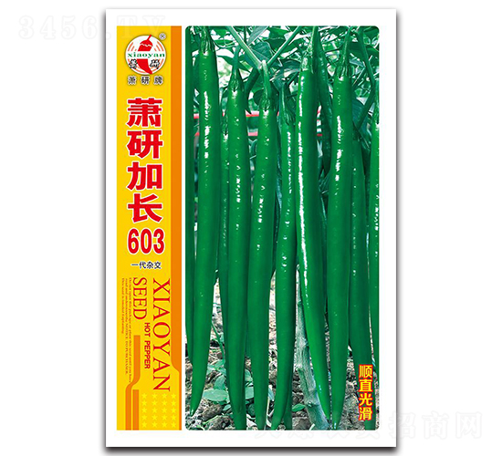 蕭研加長(zhǎng)603-線椒種子-蕭研種業(yè)