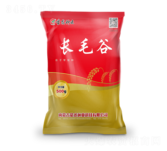 長(zhǎng)毛谷-谷子種子-蒙龍種業(yè)