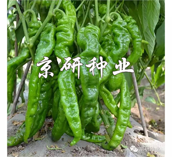 京旋2號(hào)-辣椒種子-京研種業(yè)