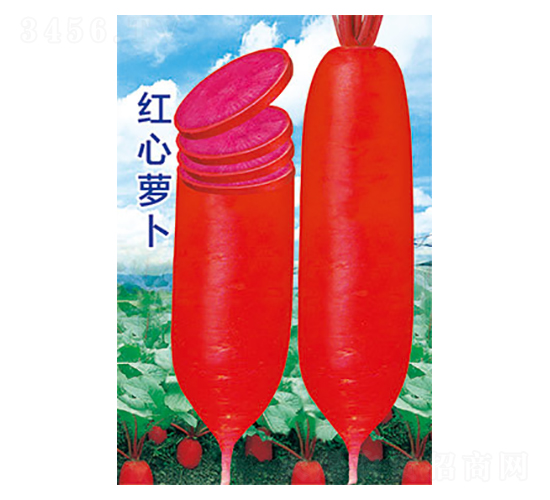 蘿卜種子-紅心蘿卜-太樂(lè)種業(yè)