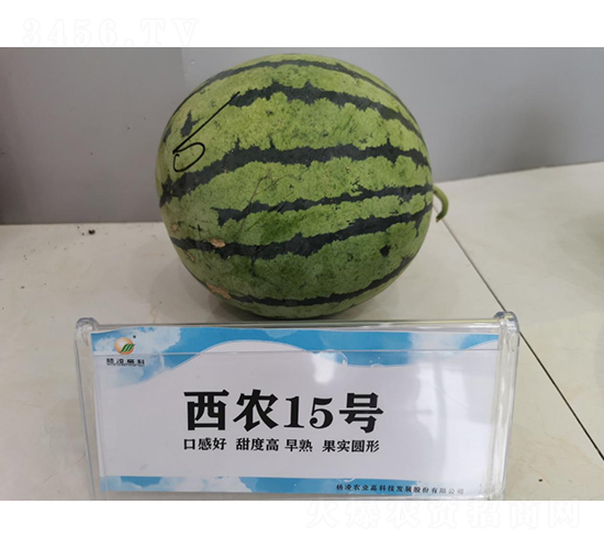 西農(nóng)15號(hào)-西瓜種子-秦豐種業(yè)