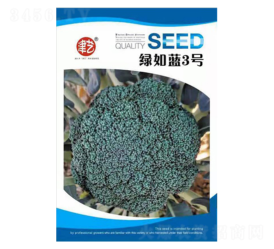 西蘭花種子-綠如藍(lán)3號-邯豐農(nóng)業(yè)