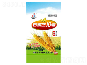 石家莊10號-春淼種業(yè)