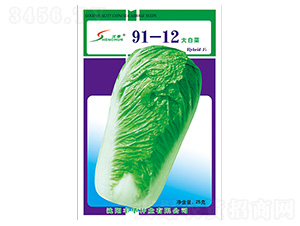 91-12大白菜-白菜種子-豐華種業(yè)