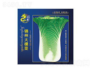 錦州大棵菜2014-科星