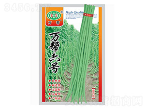 萬幫六號-豇豆種子-萬邦種業(yè)