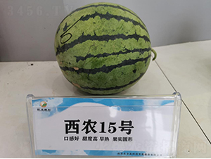 西農(nóng)15號(hào)-西瓜種子-秦豐種業(yè)