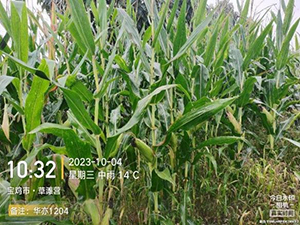 華亦1204-玉米種子-秦豐種業(yè)