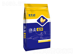 洛麥49小麥種子-黃斤糧-天農(nóng)農(nóng)業(yè)