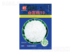 花菜種子-金富美70-邯豐農(nóng)業(yè)