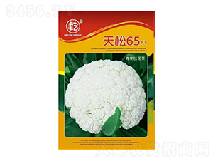 花菜種子-天松65-邯豐農(nóng)業(yè)