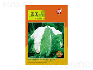 花菜種子-雪玉-邯豐農(nóng)業(yè)